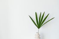 Kaboompics - Palm Leaf Vase on a Bright White Table, Minimalist Background