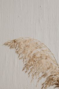 Kaboompics - Macro Pampas Grass Plume Against White Textured Wall, Soft Neutral Background