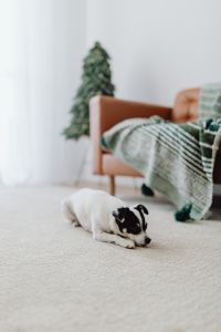 Kaboompics - Soft Focus Christmas Tree and Sofa for Holiday Background
