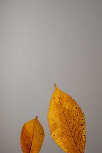 Kaboompics - Dried Leaves Emerging from the Bottom of a Gray Background