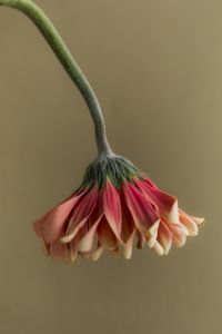 Kaboompics - Drooping Pink Flower with Soft Focus