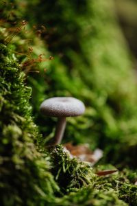 Kaboompics - Green Woodland Leaf Beside Mossy Bark and Soft Forest Bokeh
