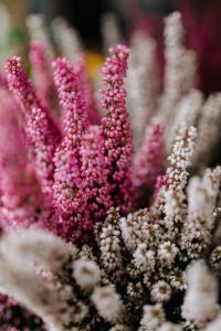 Kaboompics - Pink Heath Flowers in Focus with White Erica Blooms, Vertical Garden Close-Up
