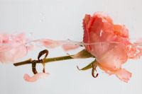 Kaboompics - Pink Rose Floating at Waterline on a Minimal White Background