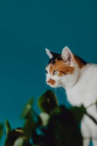 Kaboompics - Cute tricolor cat
