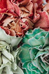 Kaboompics - Colorful carnations flowers - Dianthus caryophyllus