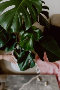 Kaboompics - Dark green leaves of monstera