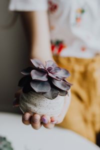 Kaboompics - Pink-Edged Echeveria in a Speckled Ceramic Pot, Succulent Plant Care
