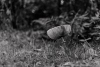 Kaboompics - Black and White Mushroom in Forest Grass