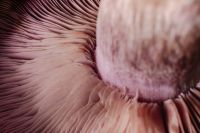 Kaboompics - Purple Mushroom Gills Macro Photography