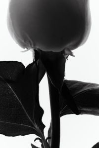 Kaboompics - Backlit Rose Bloom and Dark Leaves in High-Contrast Black and White