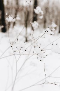 Kaboompics - Snow on dry twigs