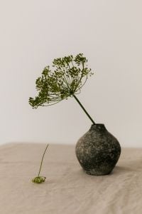 Kaboompics - Close-Up Dill Flower and Dark Textured Object