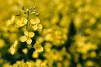 Kaboompics - Spring Canola Field Landscape