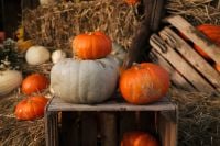 Kaboompics - Orange Pumpkins Arranged on a Large White Pumpkin