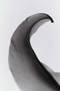 Kaboompics - Backlit Calla Lily Curve Minimal Black And White Botanical Detail