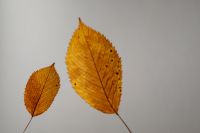 Kaboompics - Two Dried Golden Leaves with Open Gray Copy Space
