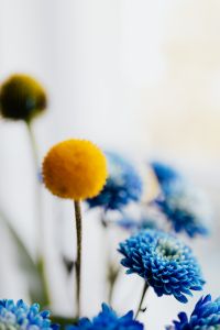 Kaboompics - Soft Focus Yellow Craspedia and Blue Chrysanthemum Background