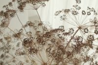 Kaboompics - Dried Umbel Flowers and Natural Tones on Sheer Curtain