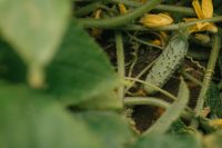 Kaboompics - Close Up Of Cucumber Growing On Plant