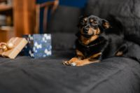 Kaboompics - Christmas gifts for a cute little dog