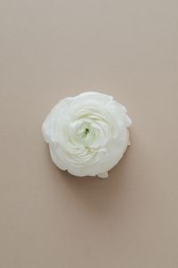 Kaboompics - Single White Ranunculus on Warm Neutral Background, Minimal Floral Photo