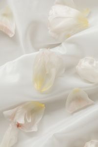 Kaboompics - Loose White Blossoms and Soft Petal Texture on Minimal Fabric