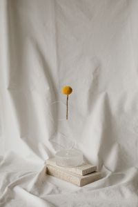 Kaboompics - Delicate Bloom Composition with Neutral Fabric Texture