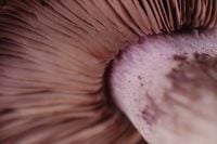 Kaboompics - Close Up Violet Wood Blewit Mushroom Gills