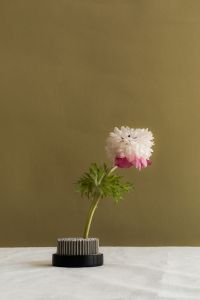 Kaboompics - Pink and White Flower in Floral Frog