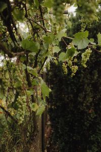 Kaboompics - Vineyard Dreams: The Beauty of Green Grapes