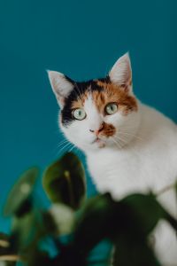 Kaboompics - Cute tricolor cat