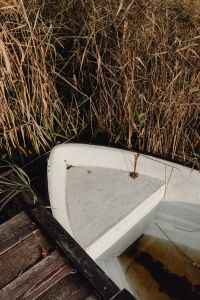 Kaboompics - Bow of a White Rowboat Next to Tall Reeds
