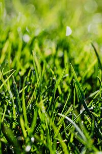 Kaboompics - Soft Green Grass Field with Large White Bokeh Highlights, Spring Nature Background