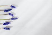 Kaboompics - Grape hyacinth flower - Muscari