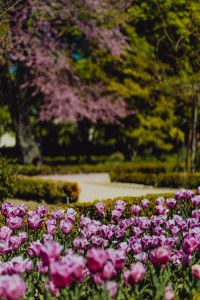 Kaboompics - Purple Tulips Beneath a Blooming Jacaranda Tree