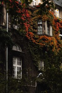 Atmospheric Autumn in a City Park - Fall Leaves on the Trees