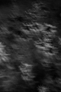 Kaboompics - Abstract Black and White Flower Garden With Vertical Motion Blur