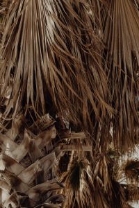 Kaboompics - Dried Palm Fronds with Layered Brown Texture