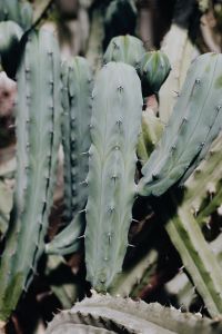 Kaboompics - Single Blue-Green Columnar Cactus with a Soft Background