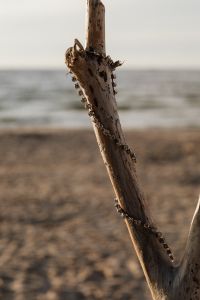 Kaboompics - Silver Necklace on Upright Driftwood with Sea in the Background