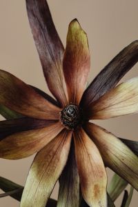 Kaboompics - Macro View Of Dried Flower Center And Petals