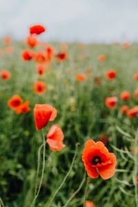 Kaboompics - A field of Red Poppies