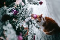 Kaboompics - Cat Beside Frosted Christmas Tree With Pink Baubles