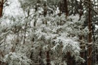 Kaboompics - Frosted Forest Trail With Soft Winter Light