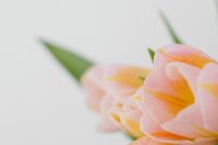 Kaboompics - Soft-Focus Pink Tulip Petals with Shallow Depth of Field for Floral Mood Boards