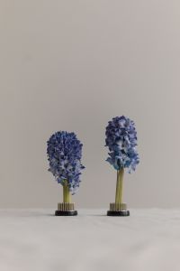 Kaboompics - Two Blue Hyacinths Framed by Generous Neutral Copy Space