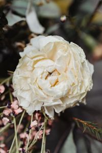 Kaboompics - Dried White Rose with Pink Filler Flowers and Dark Foliage, Textured Botanical Macro