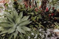 Kaboompics - Agave Rosette in a Lush Tropical Botanical Garden Bed