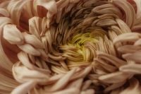 Kaboompics - Warm Beige Chrysanthemum Flower Close-Up